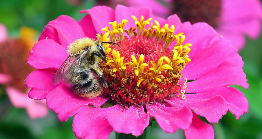 abeja, flor, insecto, polen, polinización, néctar, planta, jardín