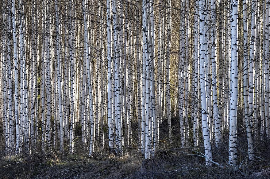 Birch, hutan birch, pohon gugur, hutan