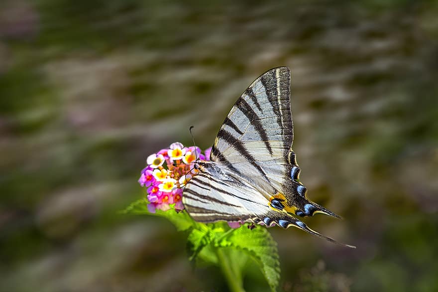 Scarce Swallowtail, Butterfly, Flowers, Iphiclides Podalirius, Lepidoptera, Insect, Pollination, Animal, Animal World, Garden, Nature
