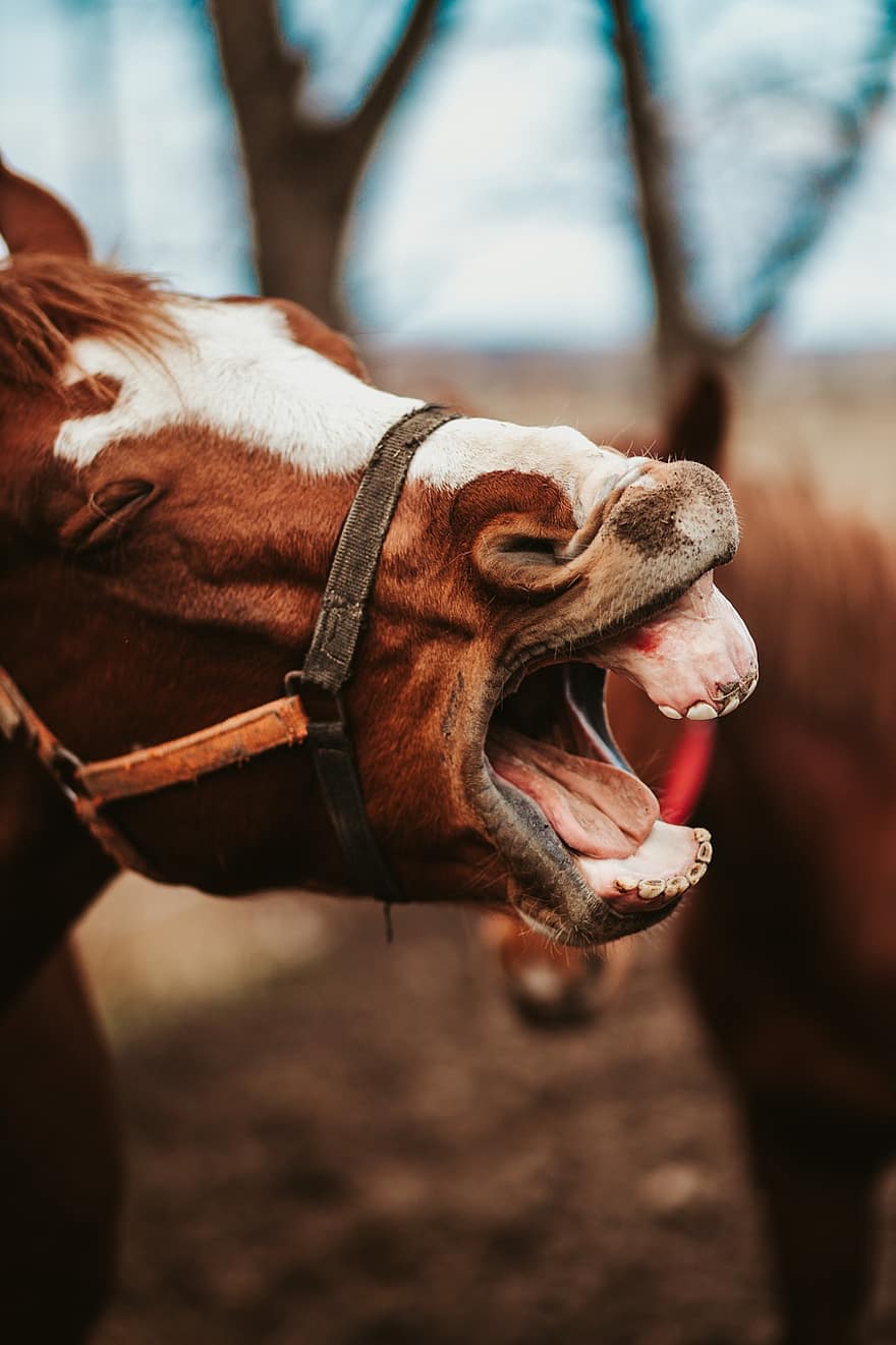 घोड़ा, घोड़े के दांत, लगाम, सिर, घोड़े का सिर, भूरे रंग का घोड़ा, टट्टू, बिना बधिया किया घोड़ा, खेत, घोड़े का, सस्तन प्राणी