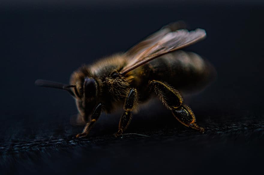 Bie, vinger, hår, fokus, øye, insekt, makro, nærbilde, pollinering, honning, honningbie
