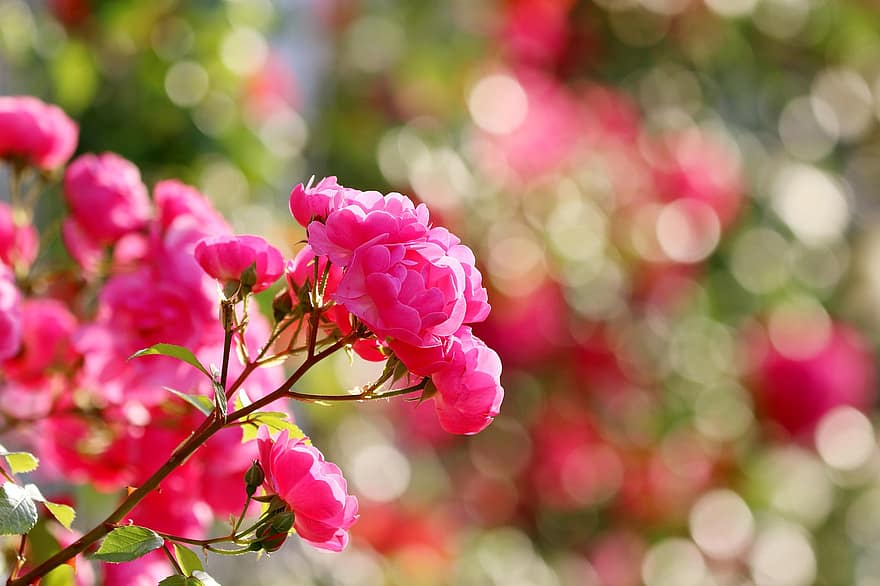 Rosa, vides color de rosa, las flores, naturaleza, paisaje, plantas, jardín, rosas rojas, afijo, macro, tabitha