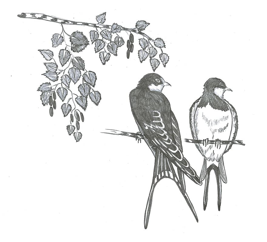 Swallows, Swallow, Bird, Birch, Tree, Branch, illustration, isolated, antique, black and white, old