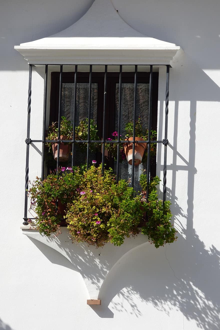 finestra, piante, fiori, barre
