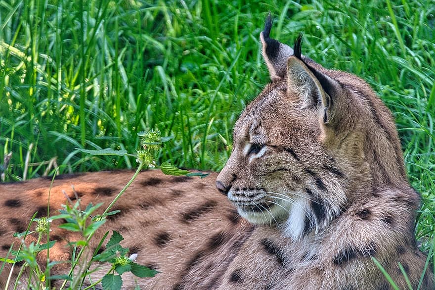 Los, Eurasian Lynx, stor kat, vild kat, kødædende, rovdyr, pattedyr, dyr, vildt dyr, dyreliv, ødemark