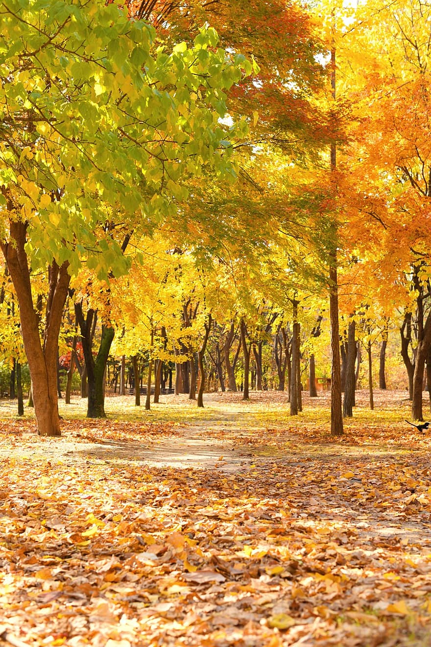 otoño, arboles, hojas, follaje, claro, hojas caídas, hojas de otoño, follaje de otoño, colores de otoño, Otoño, parque