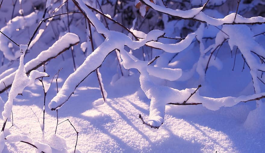 pohon, salju, embun beku, tangkai, dingin