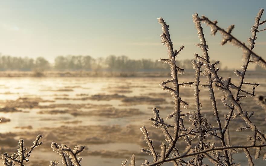 Branches, Frost, Sunrise, Hoarfrost, Ice Crystals, Ice, Snow, Winter, Cold, Winter Magic, Twigs