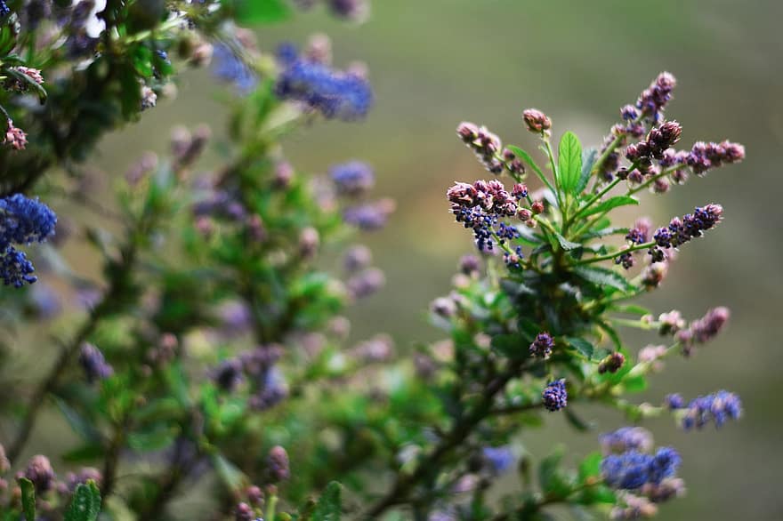 california lilac, цветя, клон, лилави цветя, пъпки, разцвет, листа, растение, поле, природа, тропически