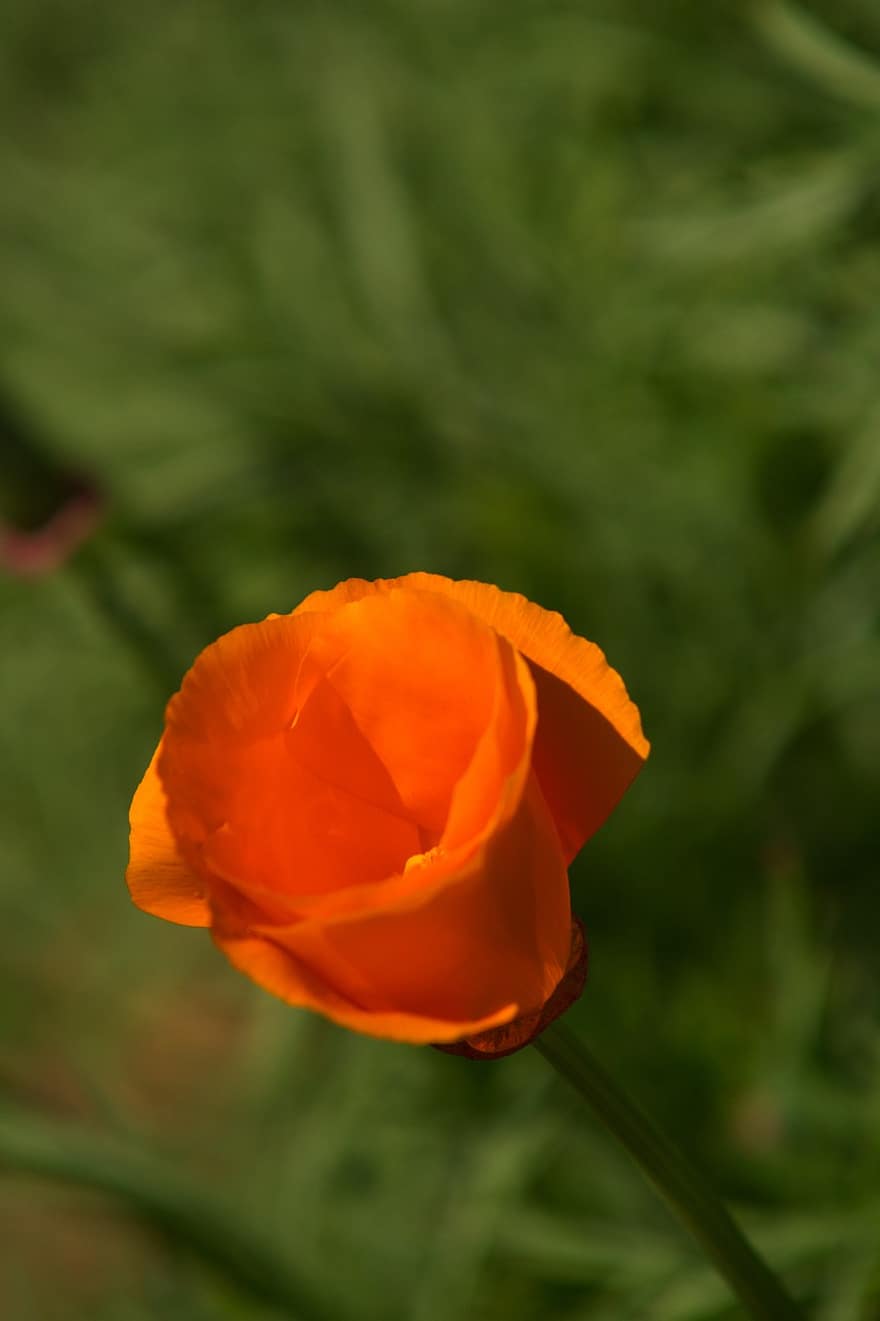poppy california, bunga, menanam, opium, poppy emas, kelopak, berkembang, musim semi, taman, alam