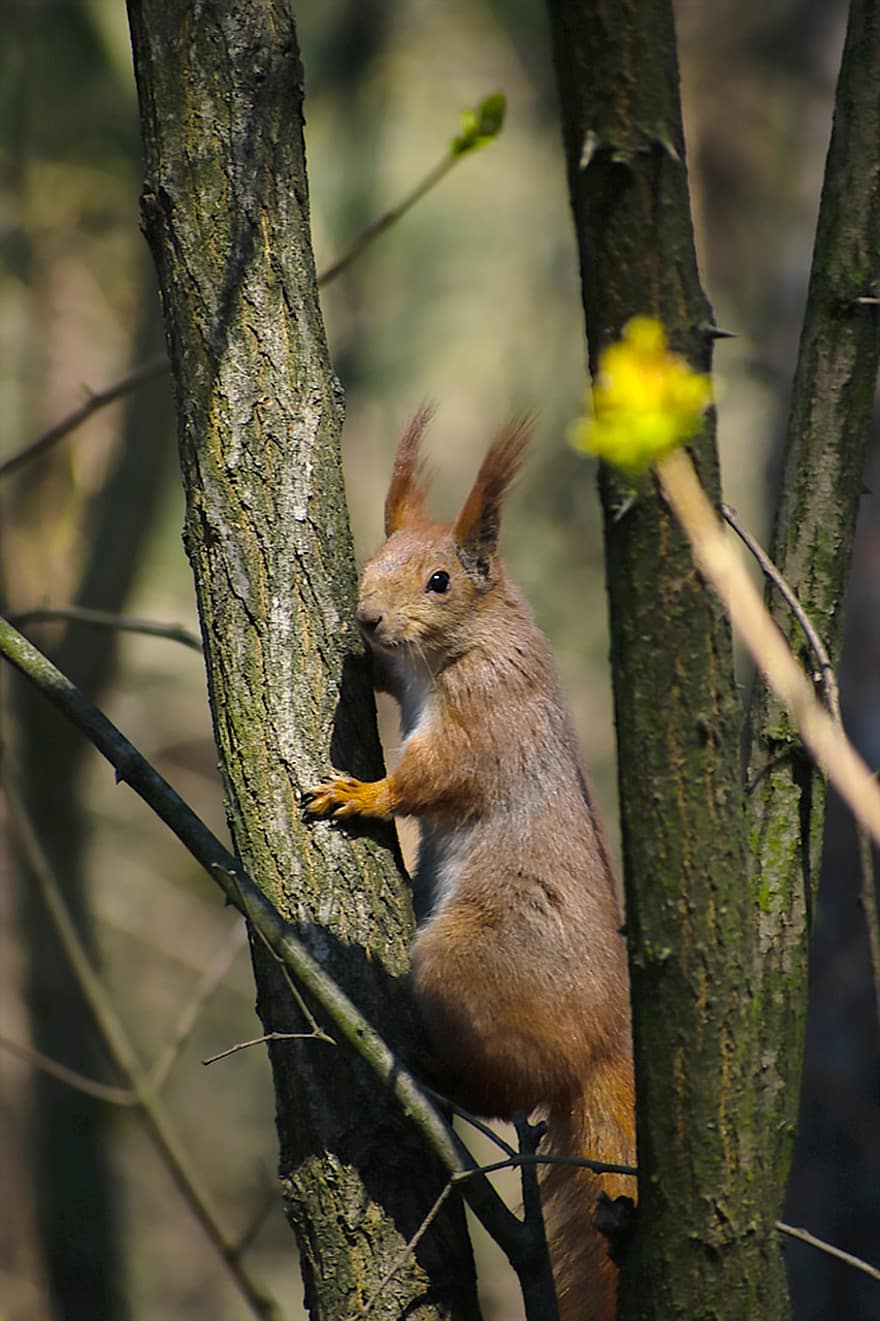 Squirrel, Rodent, Forest, Tree, Branch, Furry, Nature