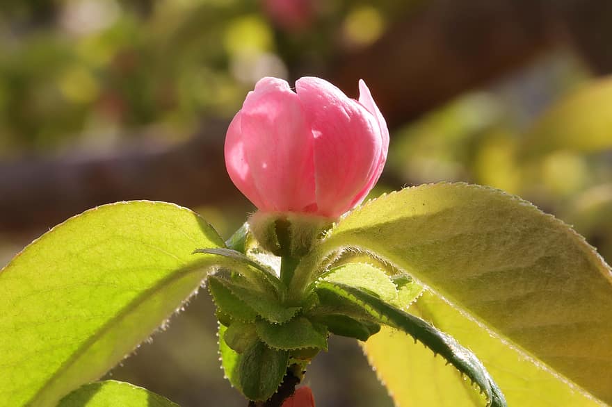 Spring, Flowers, Garden, Quince Trees, Quince Flower, Growth, Botany, Plant, Bloom, leaf, close-up