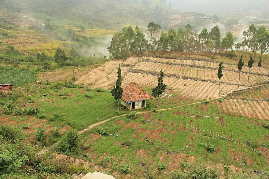 земеделски земи, селско стопанство, Индонезия, поле, трева, Dieng, селски
