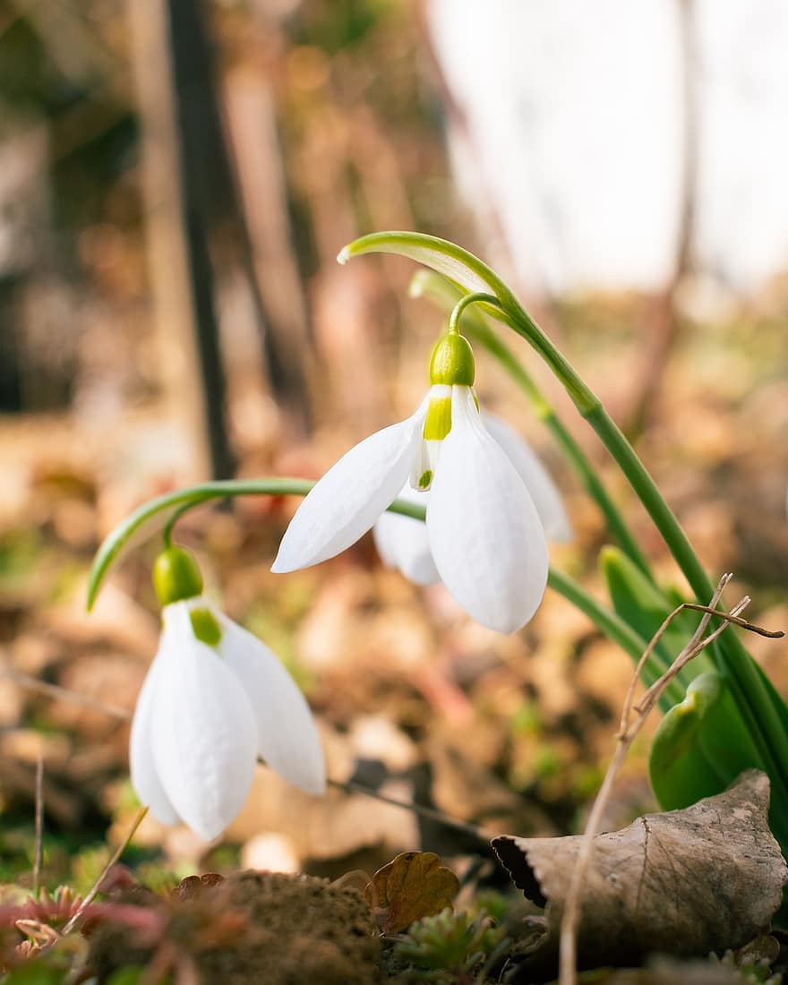 Snowdrops, White Flowers, Wildflowers, Meadow, Garden, Nature, Spring