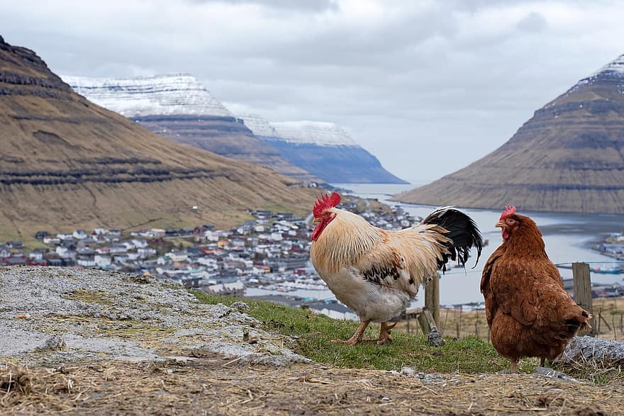 Faeröer, zee, haan, kip, landschap, bergen