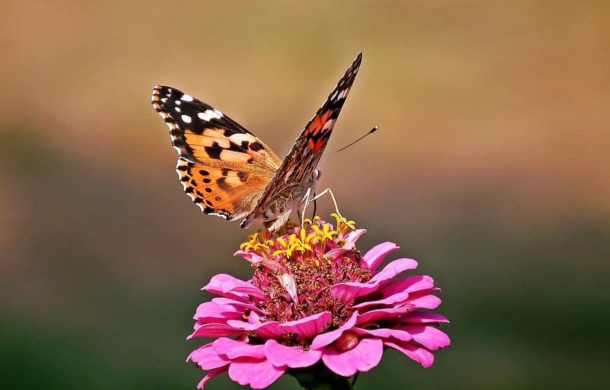 चित्रित महिला तितली, तितली, फूल, झिननिया, कीट, पंख, पौधा, बगीचा, क्लोज़ अप, बहु रंग का, गर्मी