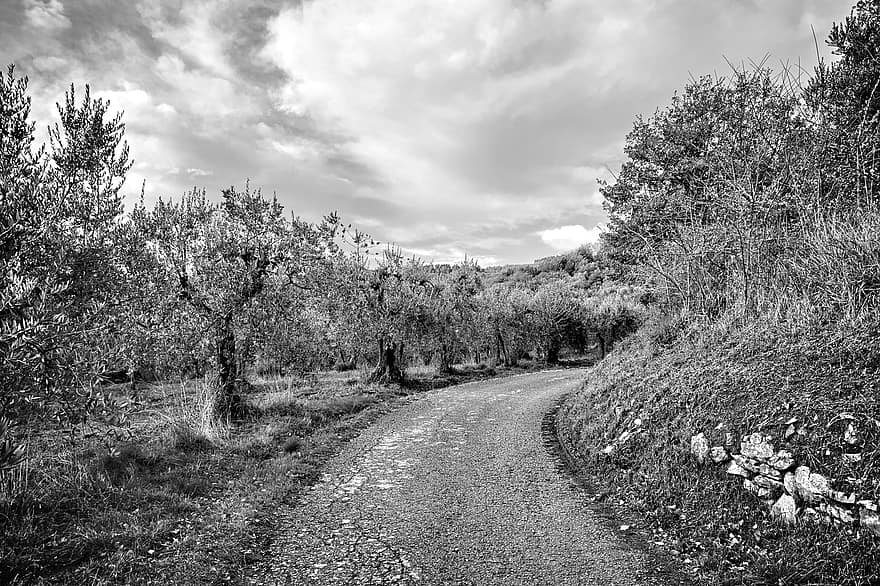grusvei, landevei, oliventrær, trær, landlig, landsbygda, land, bergarter, chianti, Toscana, tre