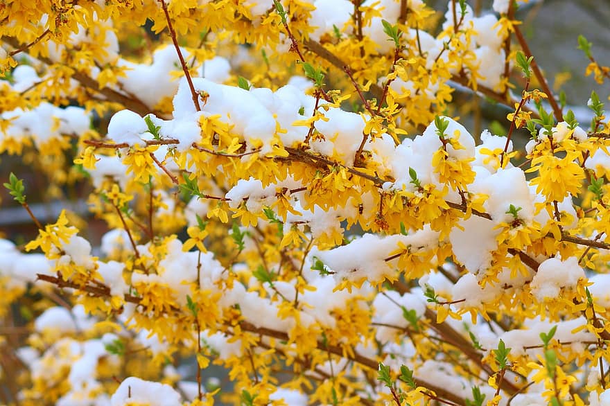 Forsythie, Schnee, gelbe Blumen, Zierstrauch, Frühling, blühen, Strauch, Forsythie Blumen, Oleaceae, Natur, Gelb