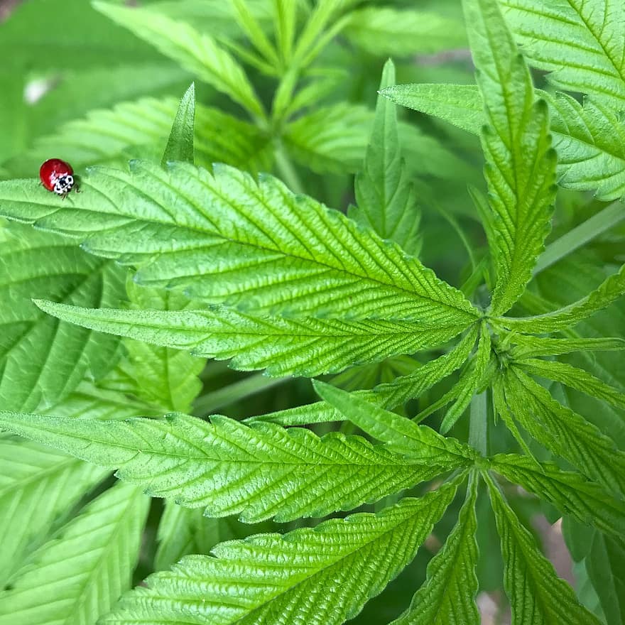 cànnabis, planta, marieta, marihuana, fulles, escarabat, insecte, fullatge, verd, naturalesa