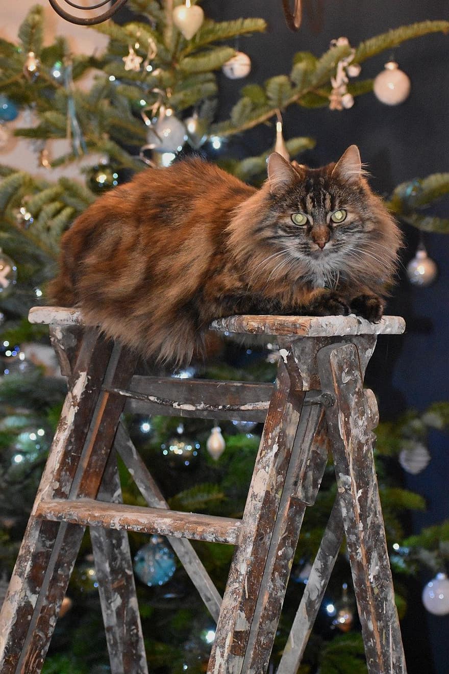 gato, mascota, árbol de Navidad