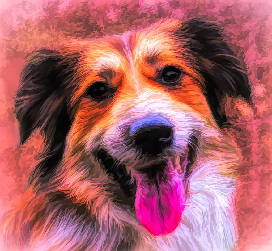 Art, Photo Art, Painting, Dog, Collie, Border Collie, Australian Shepard, Animal, Pet, Domestic, Friend