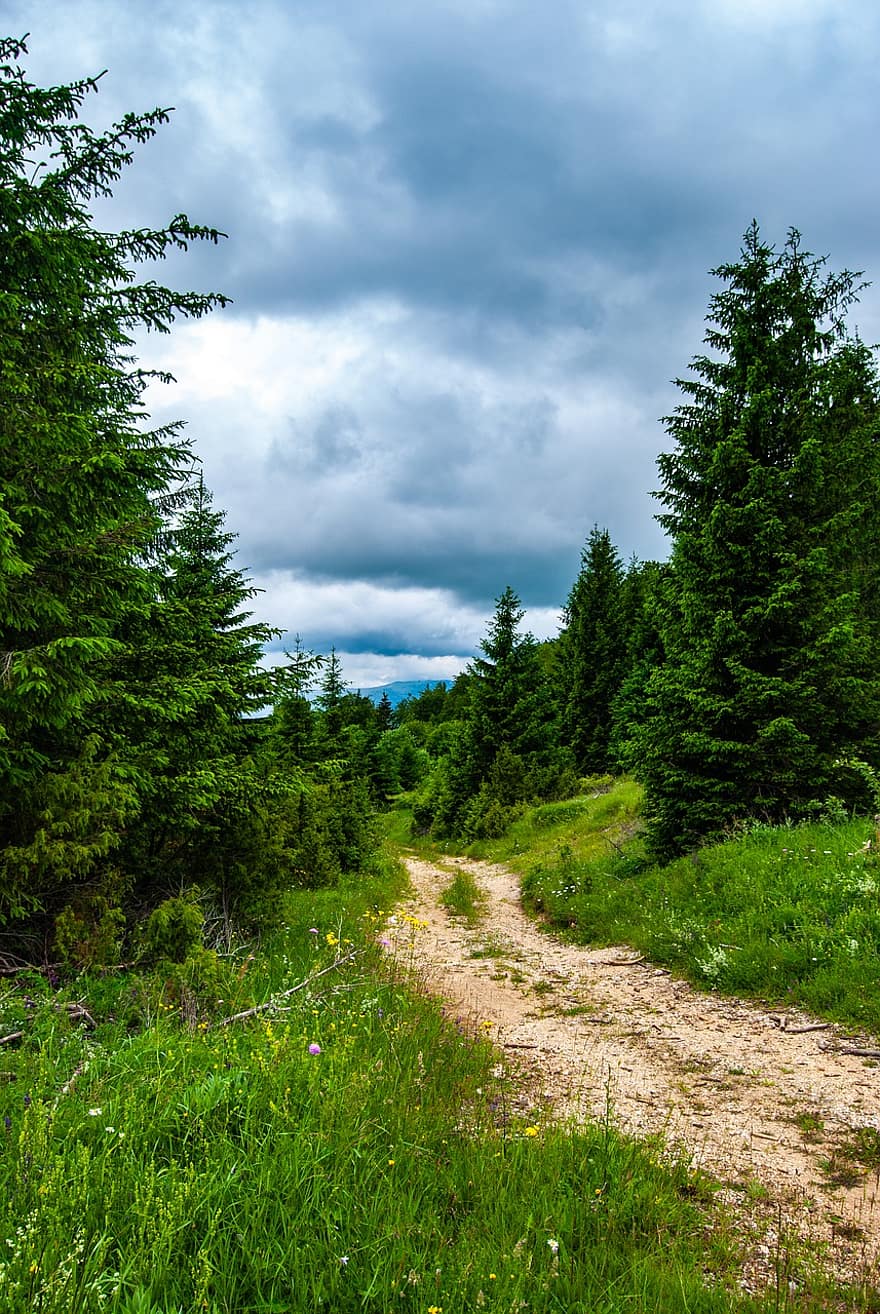 conifère, forêt, bois, arbre, chemin, Bosnie Herzégovine, la nature, les montagnes, ciel, des nuages, vert