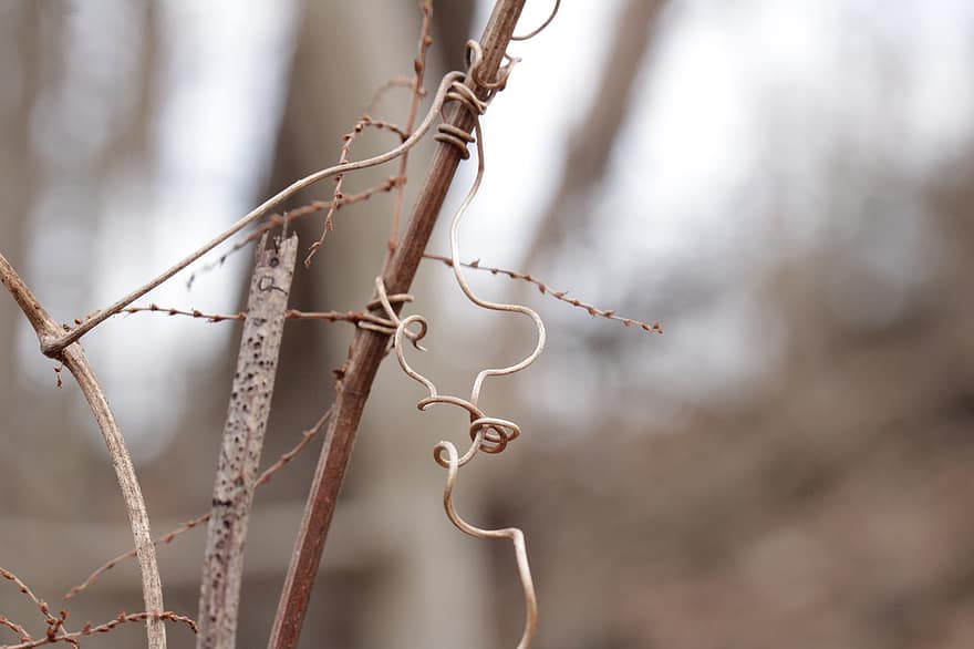 Tendrils, Dry Plant, Dry Grass, Withered Plant, Nature, Plant, Fall, close-up, metal, steel, branch