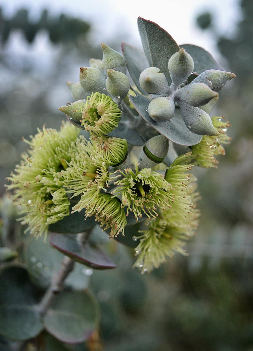 Bogblad Mallee, Eucalyptus Kruseana, blade, blomstre, blomster, tæt på, plante, blad, grøn farve, blomst, botanik