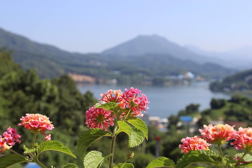 Çiçekler, yaprakları, göl, dağ, çiçeklenme, çiçek, lantana, Kyeonggi-do