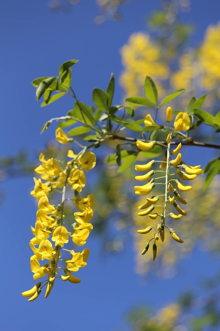 Laburnum, gyldne kædetræ, gylden regn, gule blomster, forår, blomstrende busk, flor, flora, have, blad, afdeling