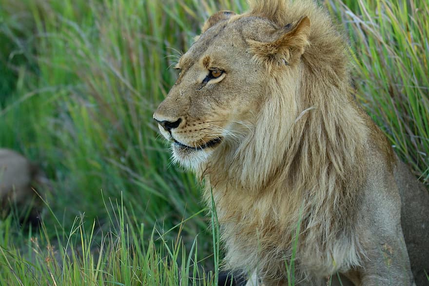 løve, dyr, mane, pattedyr, rovdyret, dyreliv, safari, dyrehage, dyreliv fotografering, villmark, nærbilde
