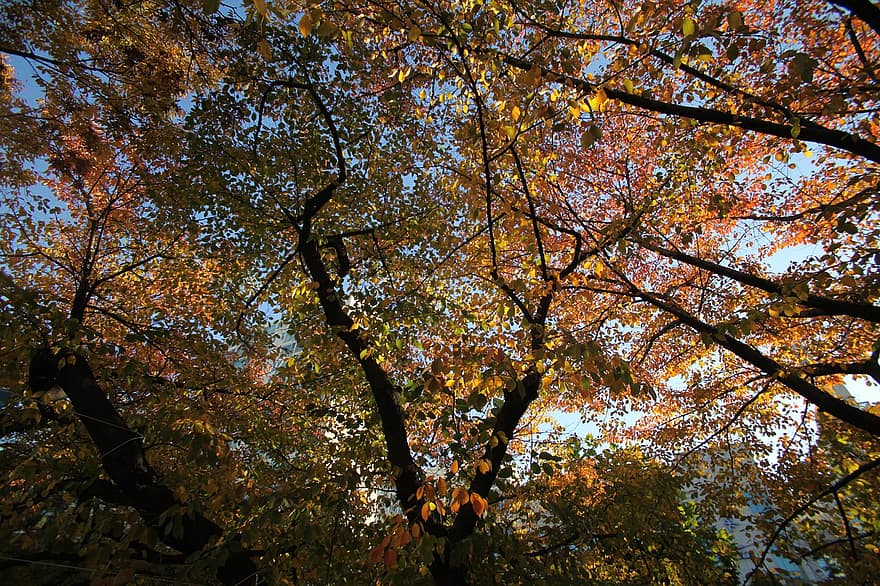 copaci, baldachin, parc, ramuri, frunze, pădure, natură, decor, Jangan-dong