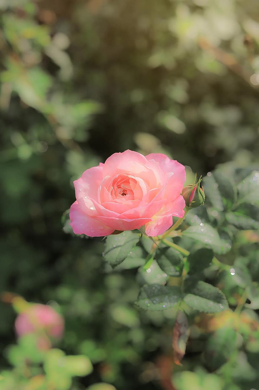 pieauga, rozā roze, rozā zieds, zieds, dārzs, raksturs, ziedlapiņa, lapas, augu, tuvplāns, vasarā