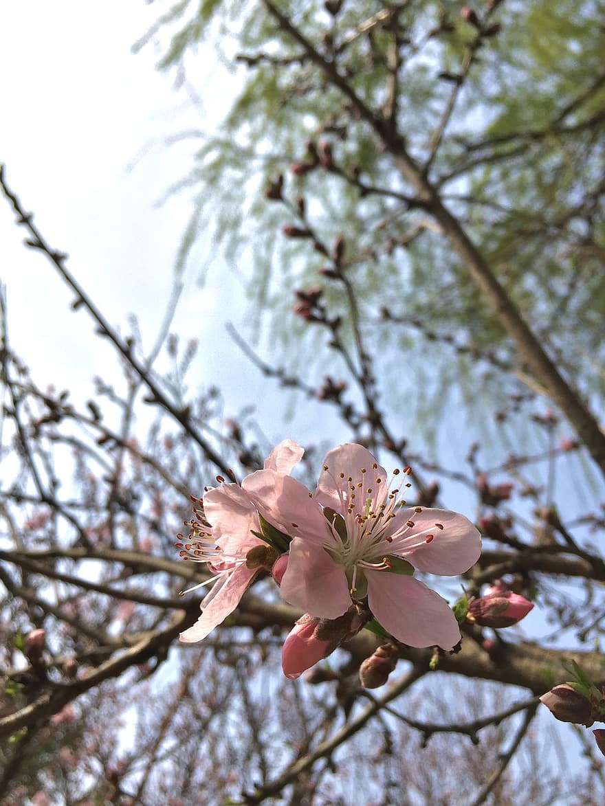 Flors de cirerer, sakura, flors de color rosa, primavera, bonic, naturalesa, flors, cirera ornamental, flor, planta, primer pla