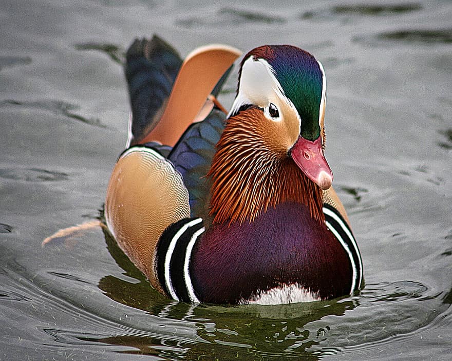 mandarin ördeği, kuş, tüyler, ördek, göl, Su, renkli, su kuşu, yüzmek, açık havada, ave