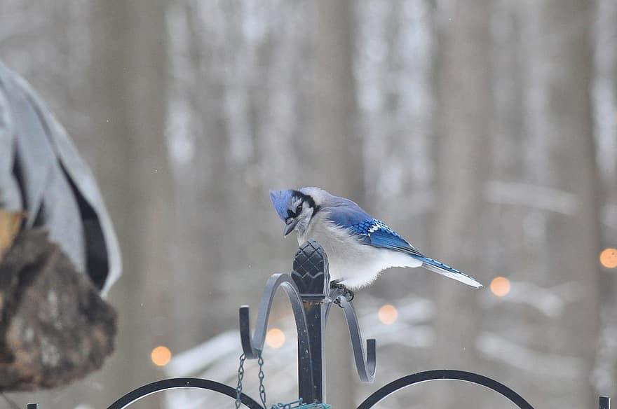 Blue Jay, Bird, Nature, beak, feather, animals in the wild, close-up, one animal, winter, branch, bird watching