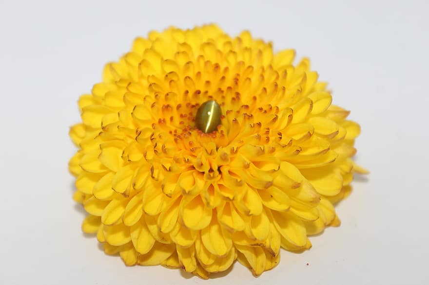 Piedra preciosa de ojo de gato, joya, amarillo, flor