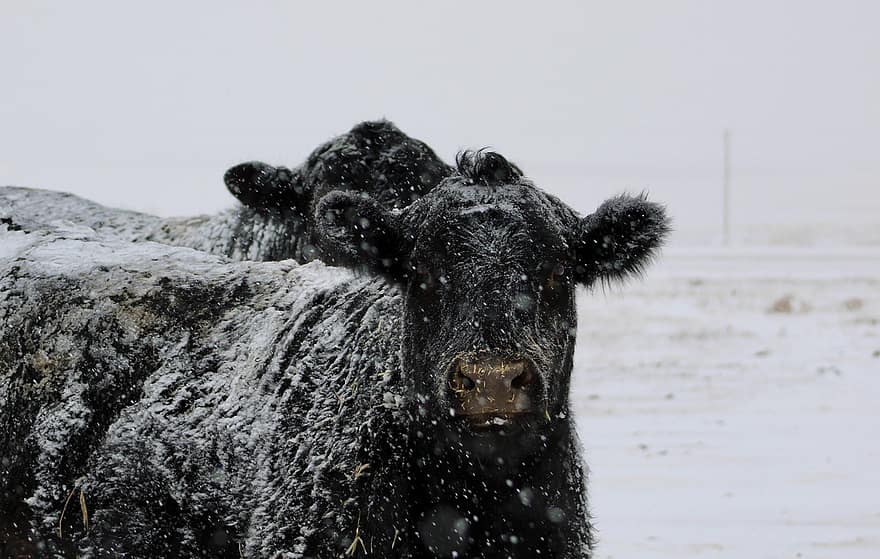 djur-, ko, däggdjur, arter, fauna, snö, vinter-, nötkreatur, bruka, boskap, lantbruk