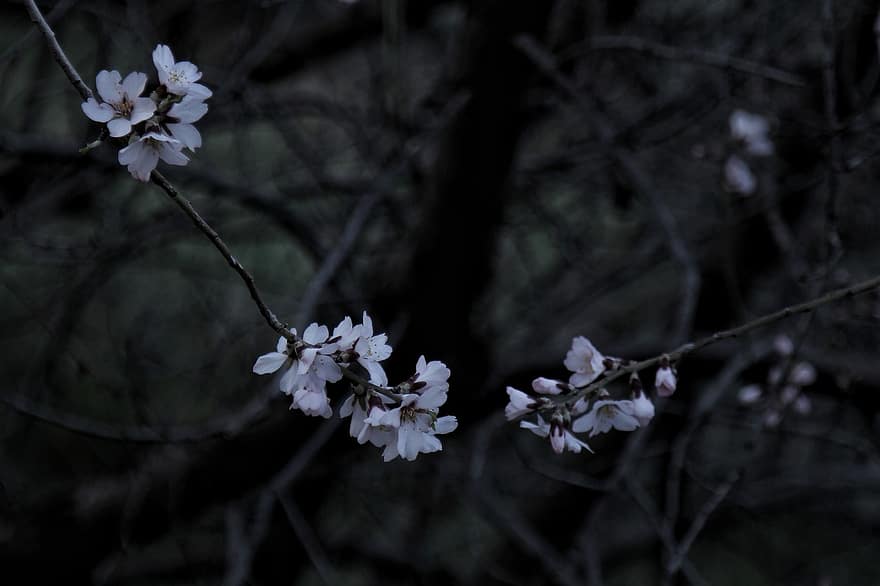 virágok, hajnal, kora reggel, erdő, fák, tavaszi, természet, fehér virágok