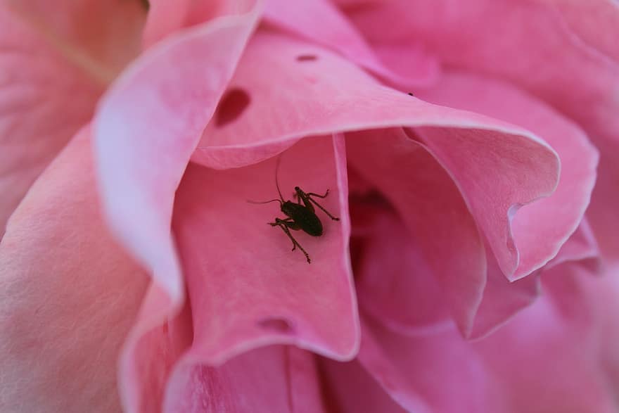 Cricket, Insect, Rose, Bug, Pink Rose, Pink Flower, Flower, Plant, Spring, Nature