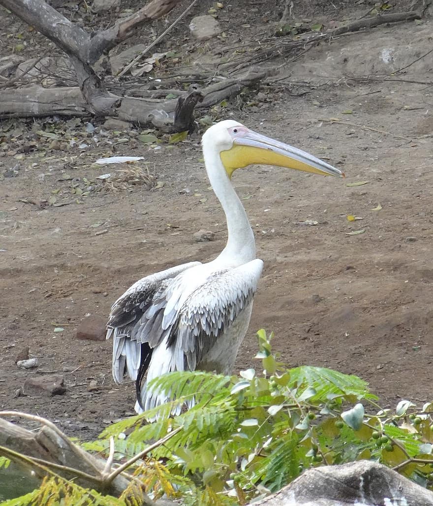 pasăre, un mare pelican alb, pelecanus onocrotalus, estul albului pelican, roșu pelican, alb pelican, apă, animale sălbatice, natură, animal, faună