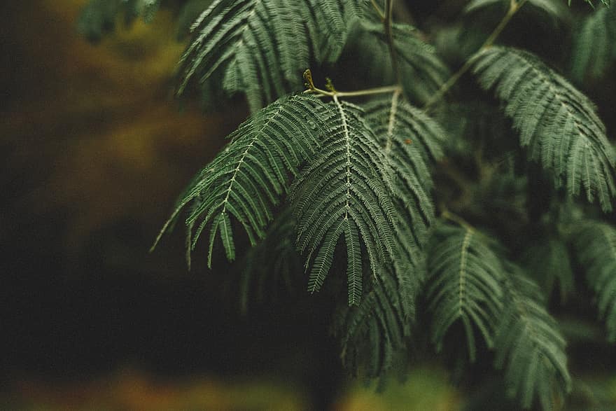 Leaves, Branches, Tree, Foliage, Greenery, Plant, Nature