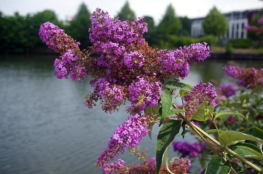 fleurs, arbuste à papillons, rivière, Lac, botanique, flore, la nature, fleur, été, plante, violet