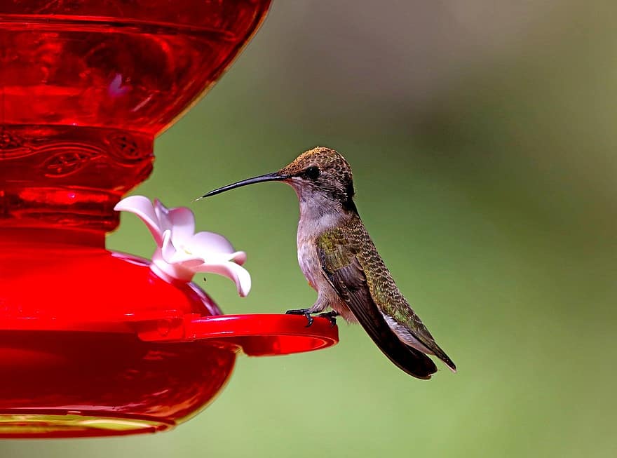 colibrì, uccello, mangiatoia per uccelli, becco, piuma, avvicinamento, multicolore, animali allo stato selvatico, un animale, colore verde, appollaiati