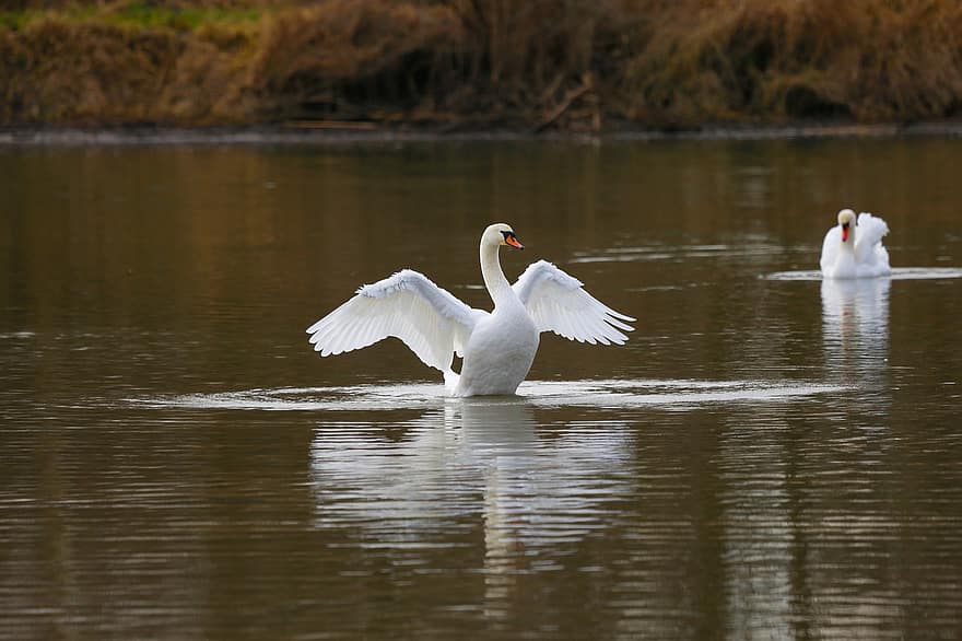 Swans, Lake, Waterbirds, water, beak, swan, animals in the wild, feather, pond, flying, reflection