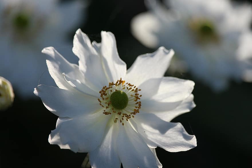 anemone, hvit anemone, blomst, hvit blomst, hvite kronblade, petals, blomstre, blomstrende plante, prydplante, anlegg, flora
