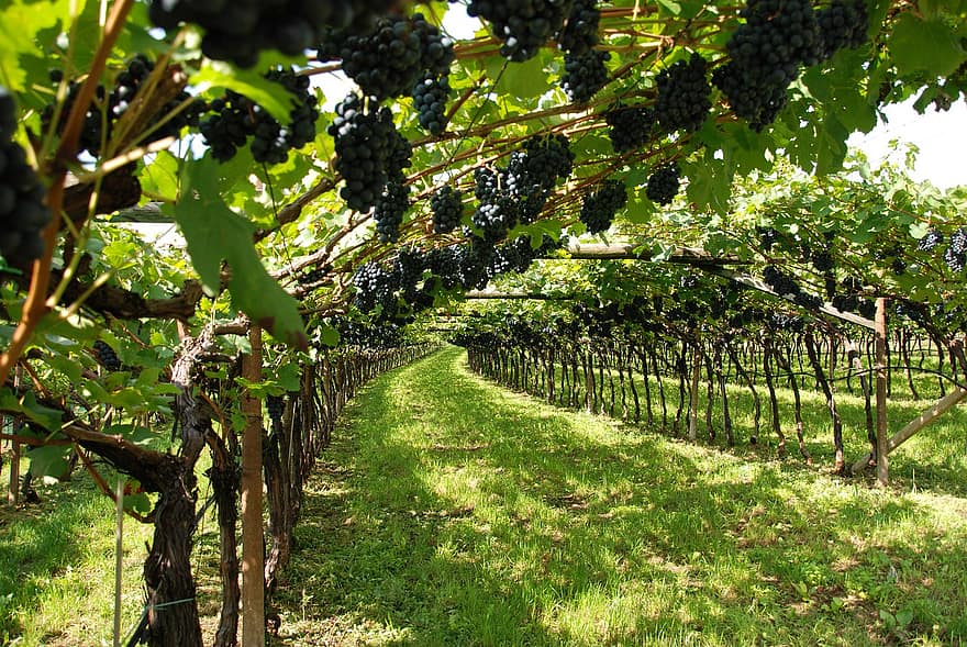 vingård, vinodling, lantbruk, vindruvor, natur, druva, landsbygden scen, frukt, bruka, växt, vintillverkare