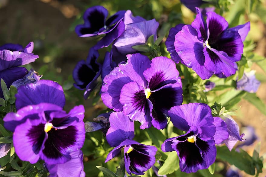 fikus, blommor, växt, Violett penséer, violett blommor, kronblad, blomma, vår, natur