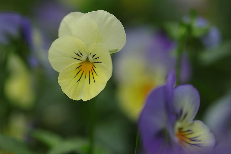 violín, las flores, violetas, flora, viola, Violín amarillo, macro, naturaleza, plantas de jardín, plantas ornamentales, plantas de balcón