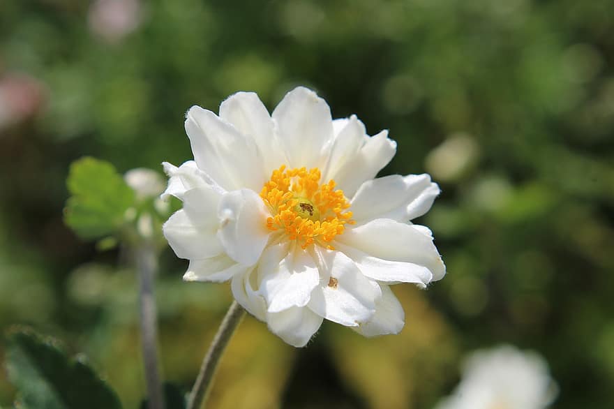Thimbleweed japonès, flor, planta, pètals, flor blanca, florir, flors, flora, prat, jardí, primavera